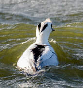 Smew