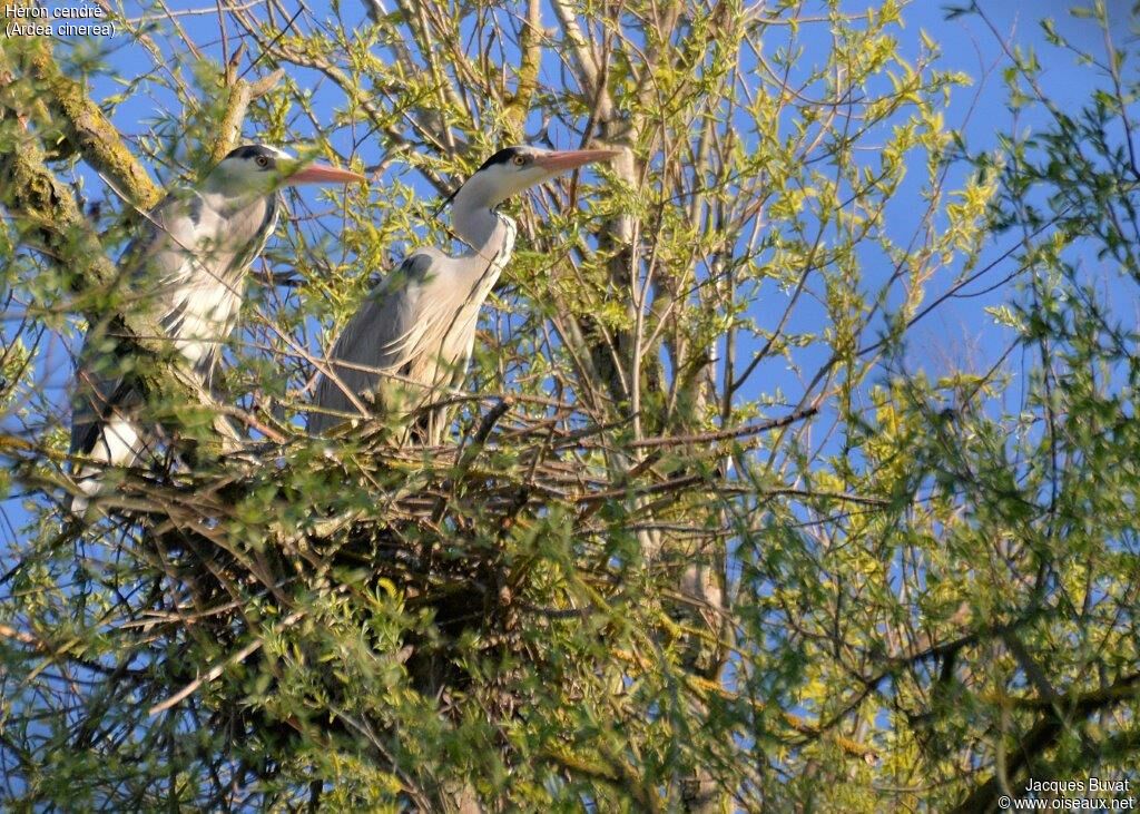 Grey Heronadult, habitat, aspect, pigmentation, colonial reprod.