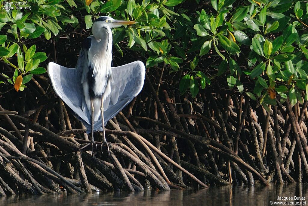 Grey Heronadult, identification, habitat, aspect, pigmentation, Behaviour