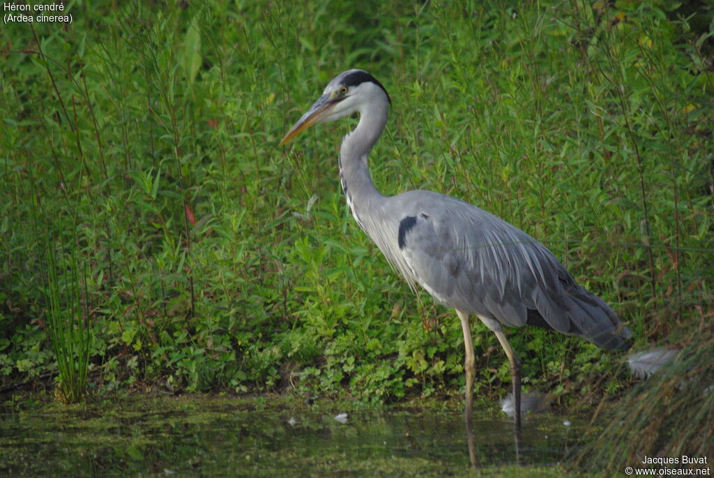 Héron cendréadulte, habitat, composition, pigmentation