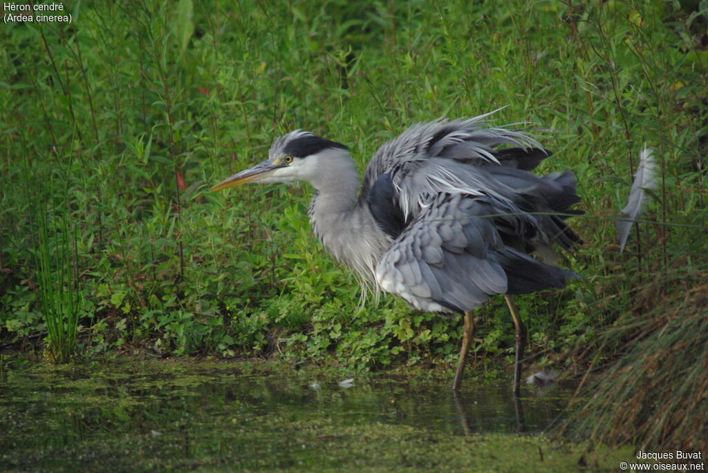 Grey Heronadult, habitat, care, aspect, pigmentation