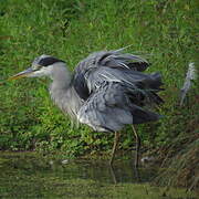 Grey Heron