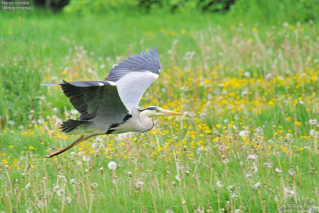 Grey Heronadult breeding, aspect, pigmentation, Flight