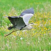 Grey Heron