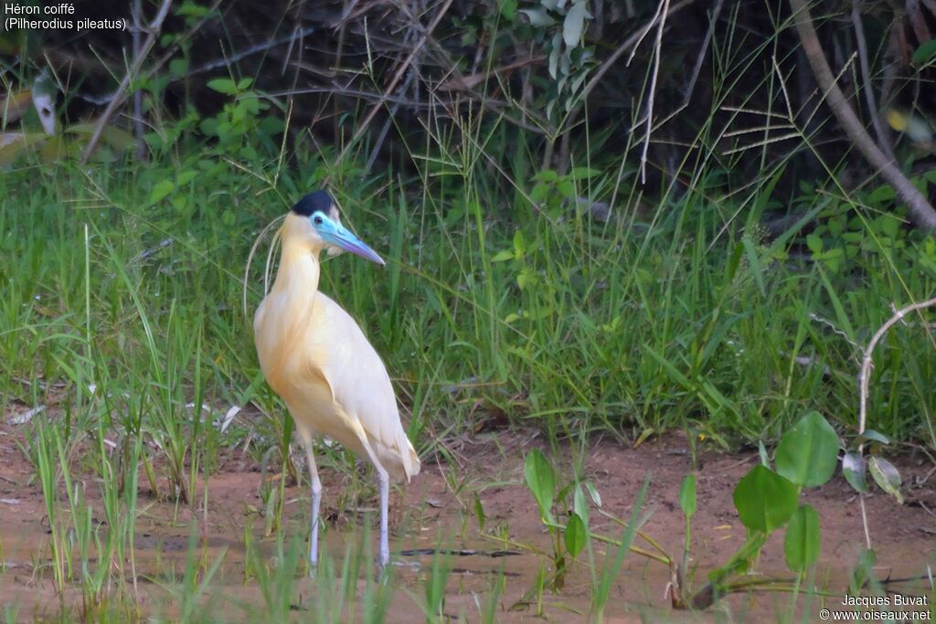 Capped Heronadult