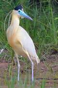 Capped Heron