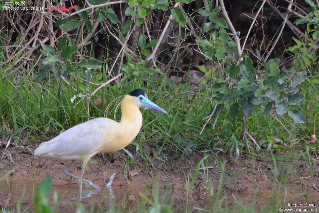 Capped Heronadult