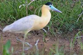 Capped Heron