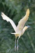 Capped Heron