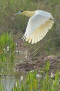 Capped Heron