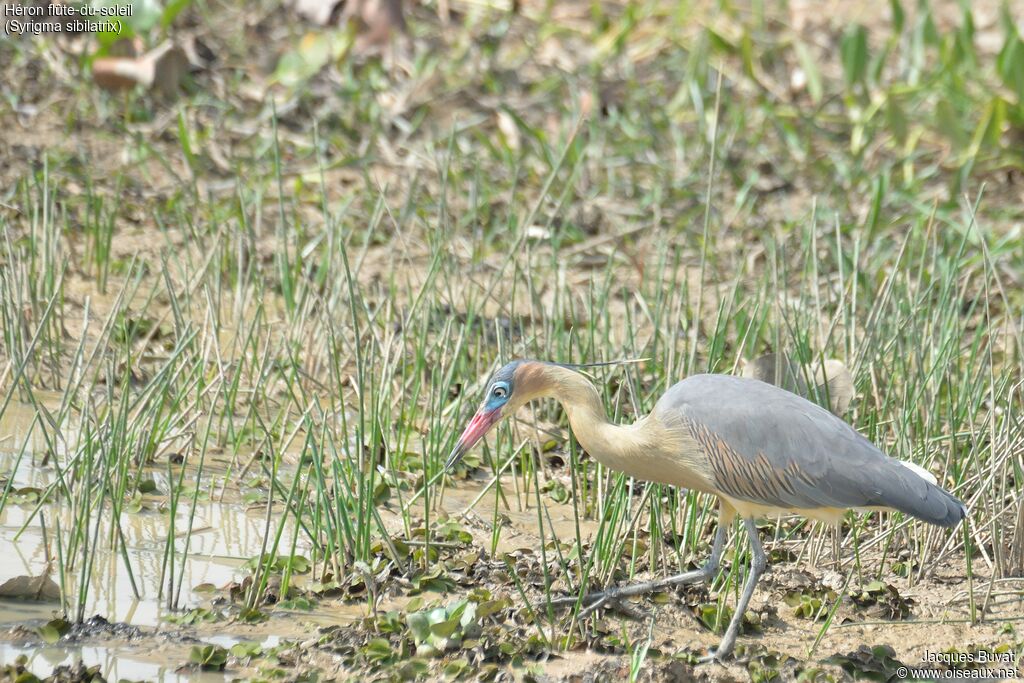 Whistling Heronadult