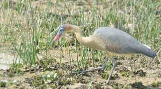 Whistling Heron