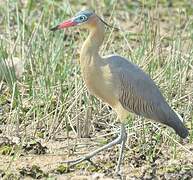 Whistling Heron