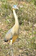 Whistling Heron