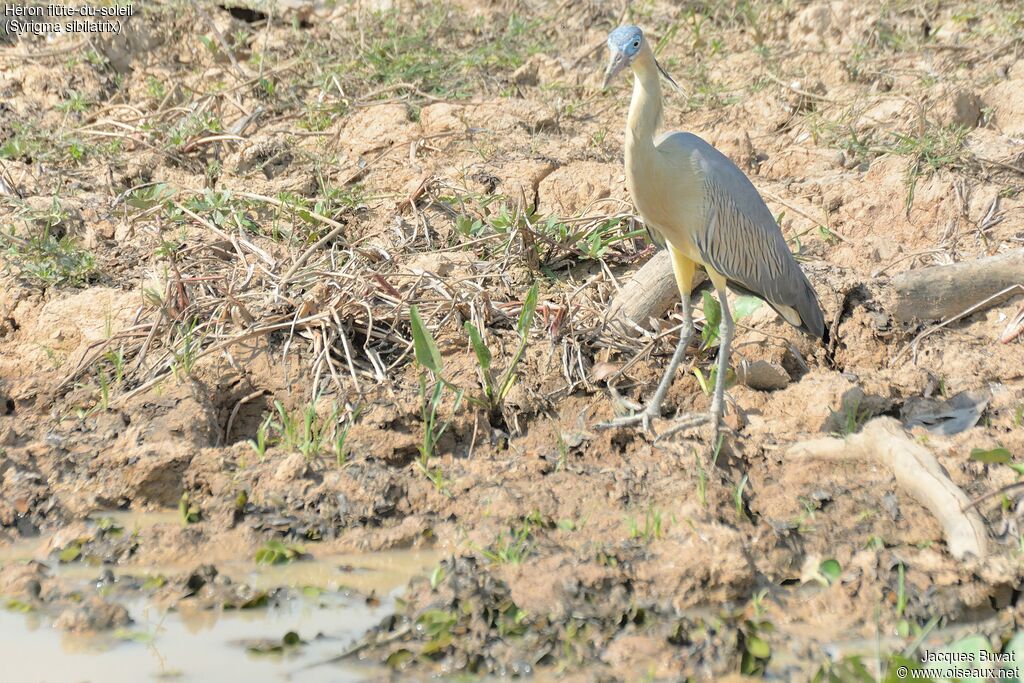 Whistling Heronadult