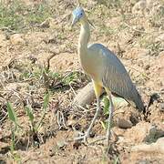 Whistling Heron