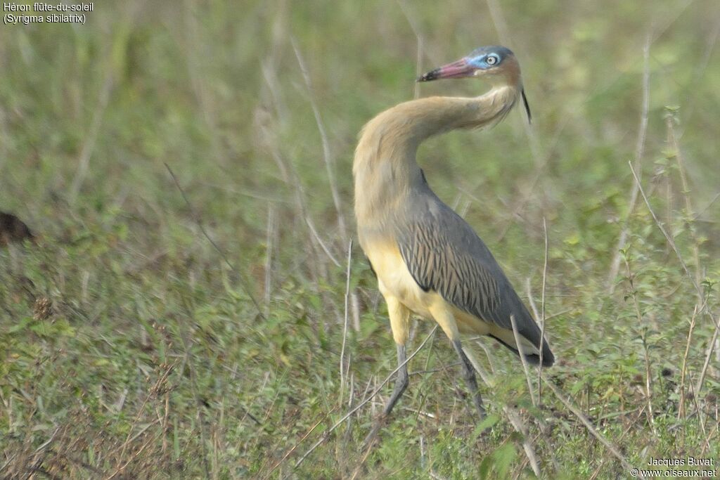 Whistling Heronadult