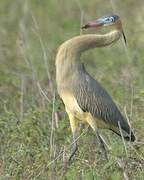 Whistling Heron