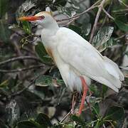 Western Cattle Egret