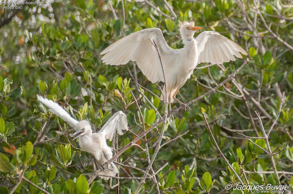 Western Cattle Egret, habitat, aspect, pigmentation, Reproduction-nesting, colonial reprod.