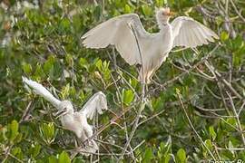 Western Cattle Egret