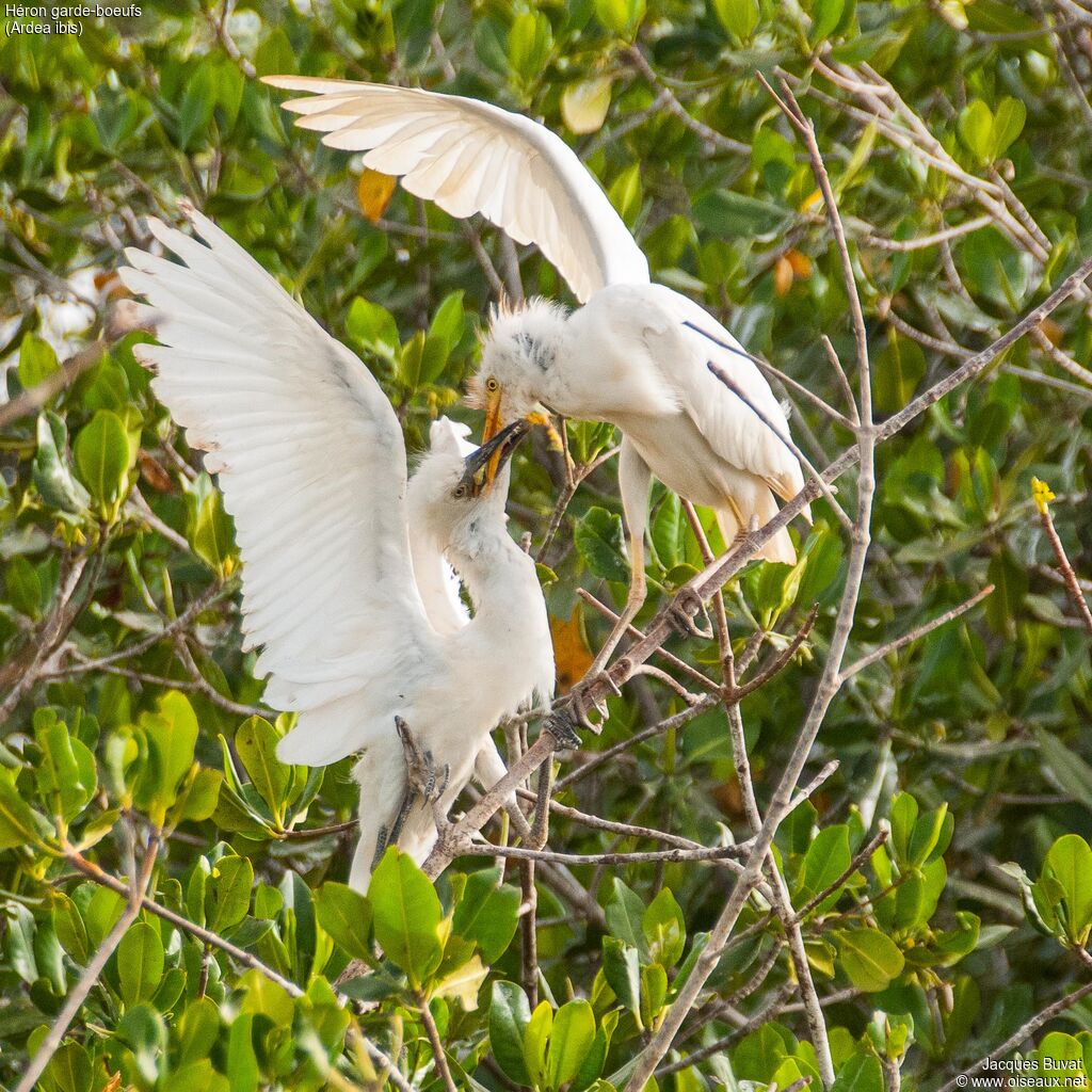 Western Cattle Egret, aspect, pigmentation, eats, Reproduction-nesting, colonial reprod.