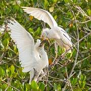 Western Cattle Egret