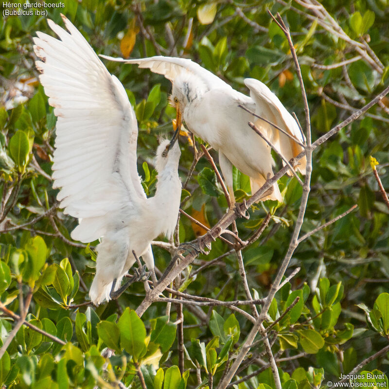 Western Cattle Egret, aspect, pigmentation, Reproduction-nesting, colonial reprod.