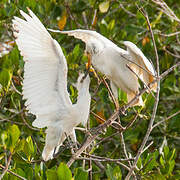 Western Cattle Egret