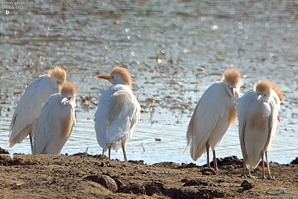 Western Cattle Egretadult breeding