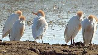 Western Cattle Egret