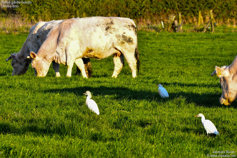 Héron garde-boeufsadulte nuptial, habitat, composition, pigmentation, pêche/chasse, Comportement