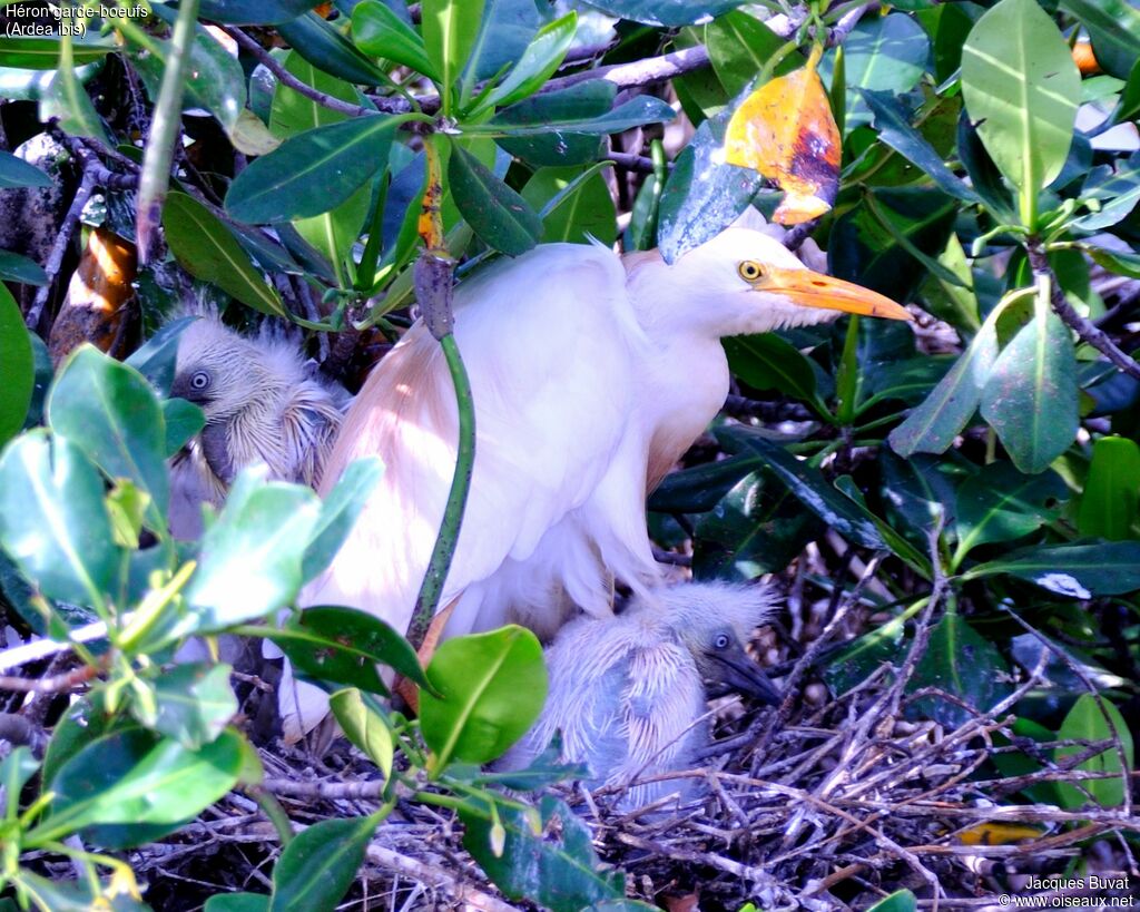 Western Cattle Egret, identification, close-up portrait, habitat, aspect, pigmentation, Reproduction-nesting, colonial reprod.