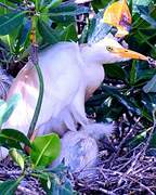 Western Cattle Egret