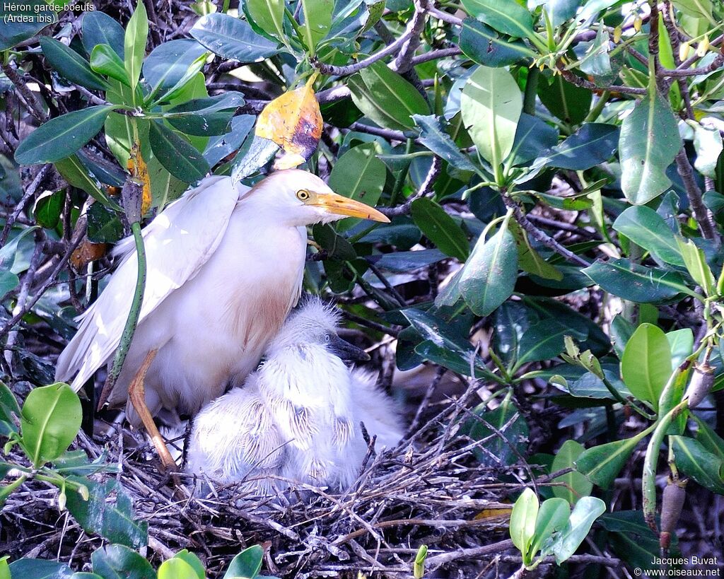 Western Cattle Egret, identification, habitat, aspect, pigmentation, Reproduction-nesting, colonial reprod.