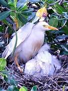 Western Cattle Egret