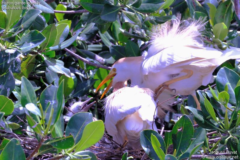 Western Cattle Egret, identification, aspect, pigmentation, Reproduction-nesting, colonial reprod.