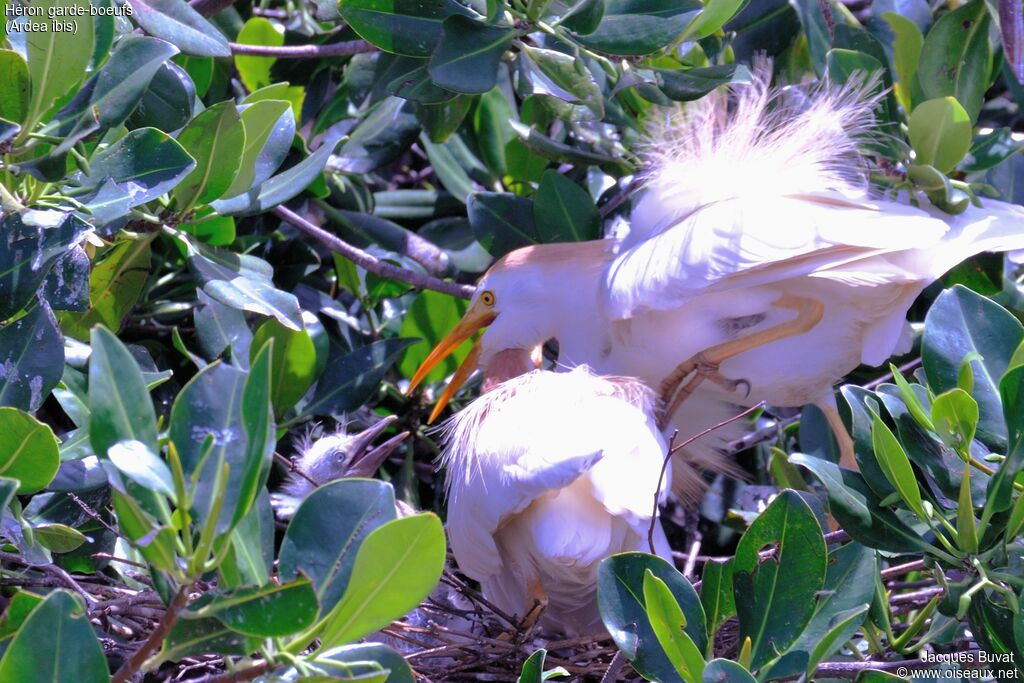 Western Cattle Egret, identification, aspect, pigmentation, Reproduction-nesting, colonial reprod.