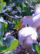 Western Cattle Egret