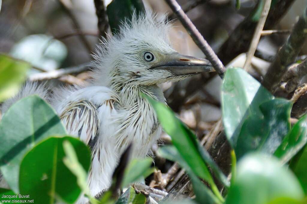 Western Cattle EgretPoussin, pigmentation, Reproduction-nesting, colonial reprod.