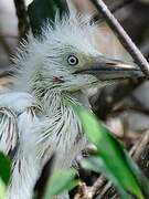 Western Cattle Egret