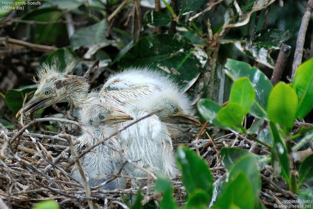 Western Cattle Egret female juvenile, habitat, aspect, pigmentation, Reproduction-nesting, colonial reprod.