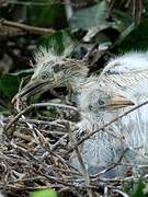 Western Cattle Egret