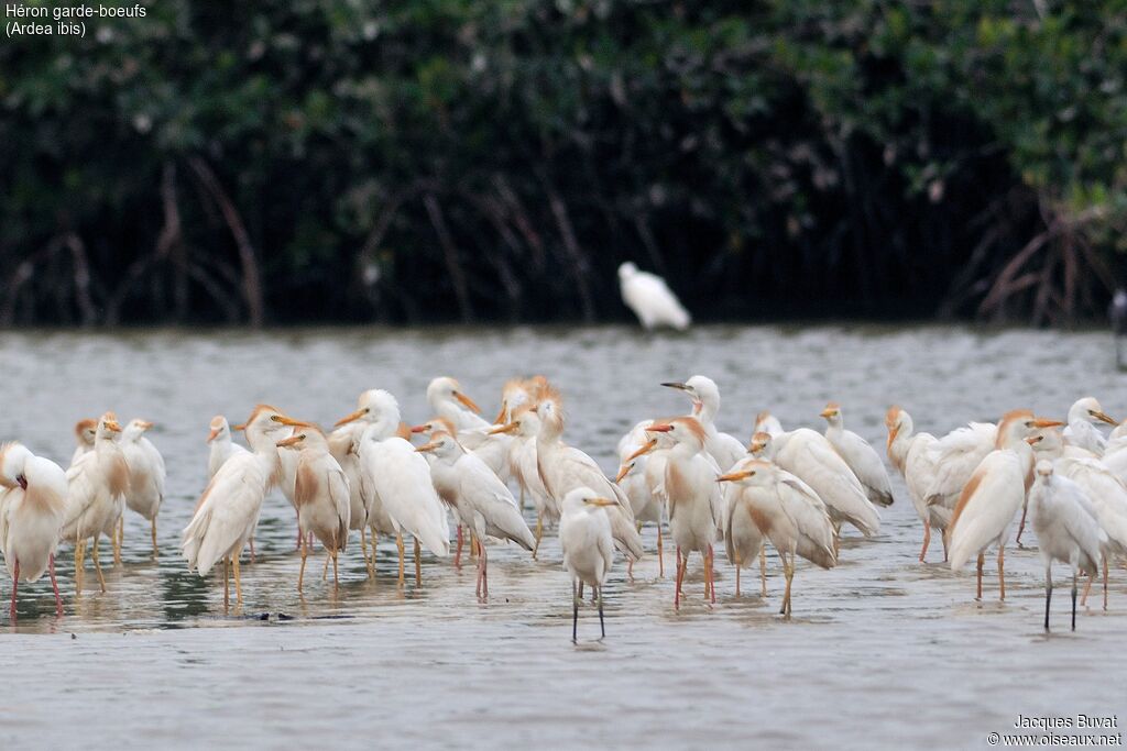 Western Cattle Egretadult breeding, habitat, aspect, pigmentation, Reproduction-nesting, colonial reprod.