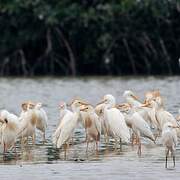 Western Cattle Egret