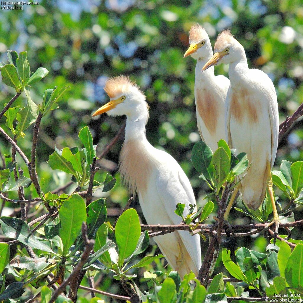 Western Cattle Egretadult breeding, habitat, aspect, pigmentation, Reproduction-nesting, colonial reprod.