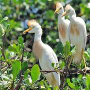 Western Cattle Egret