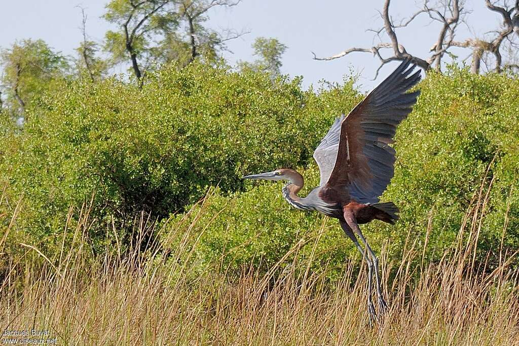 Goliath Heronadult, habitat, pigmentation, Flight