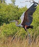 Goliath Heron