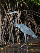 Goliath Heron